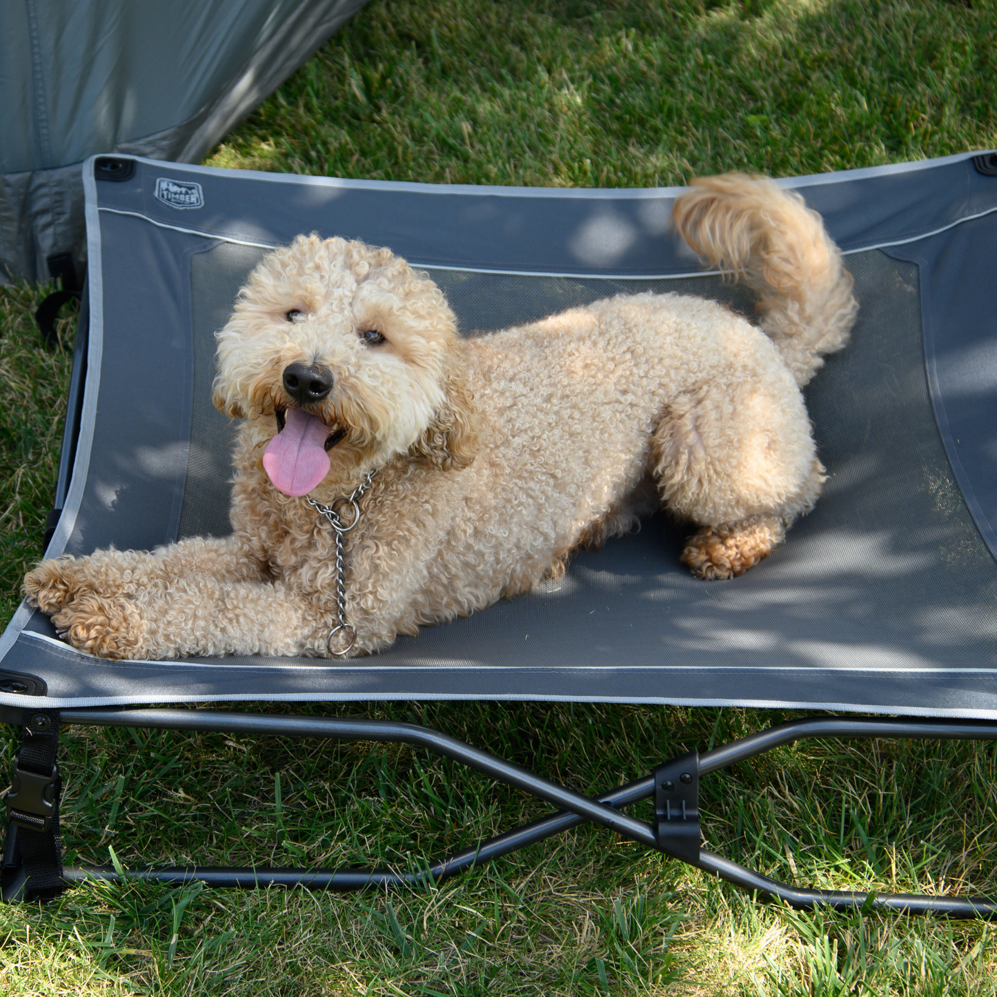 Timber Ridge® Quad Folding Pet Cot, Medium