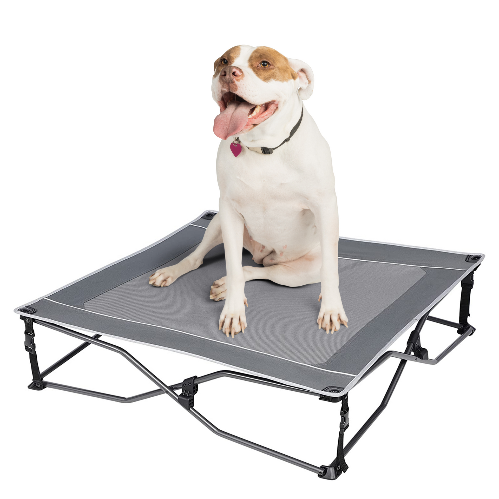 Collapsible dog cot best sale