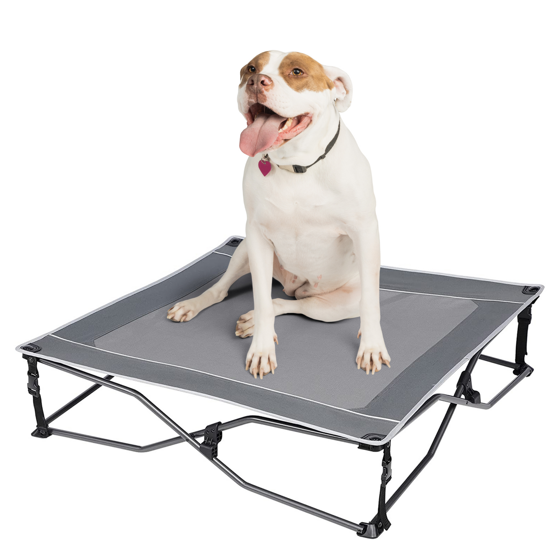 Dog place clearance cot